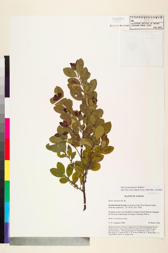 <Unit #75505 Lammers, T. G. |  | 8545:: | Eurya emarginata (Thunb.) Makino>