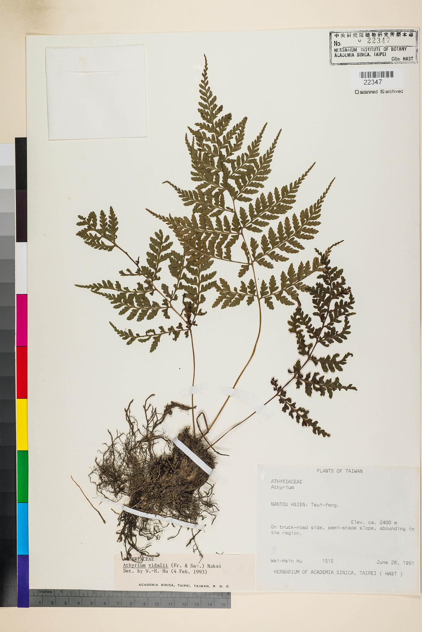 Sample image for viewer