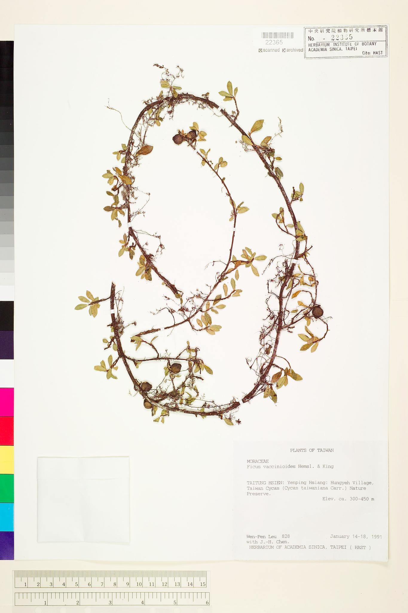 Sample image for viewer