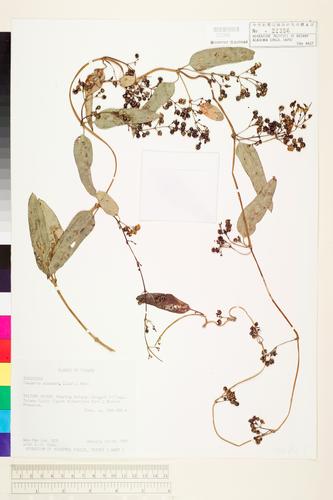 Paederia scandens (Lour.) Merr.