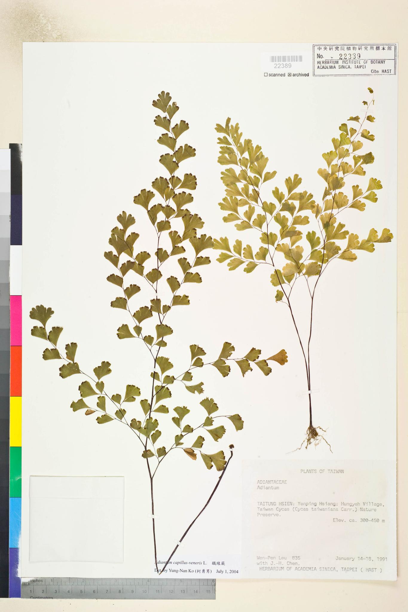 Sample image for viewer