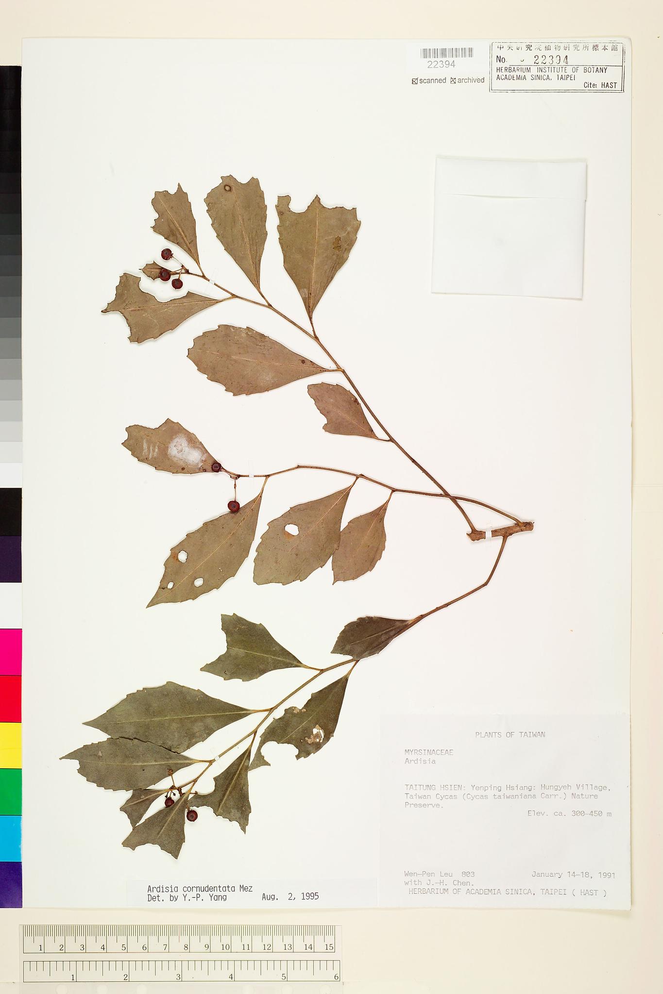 Sample image for viewer