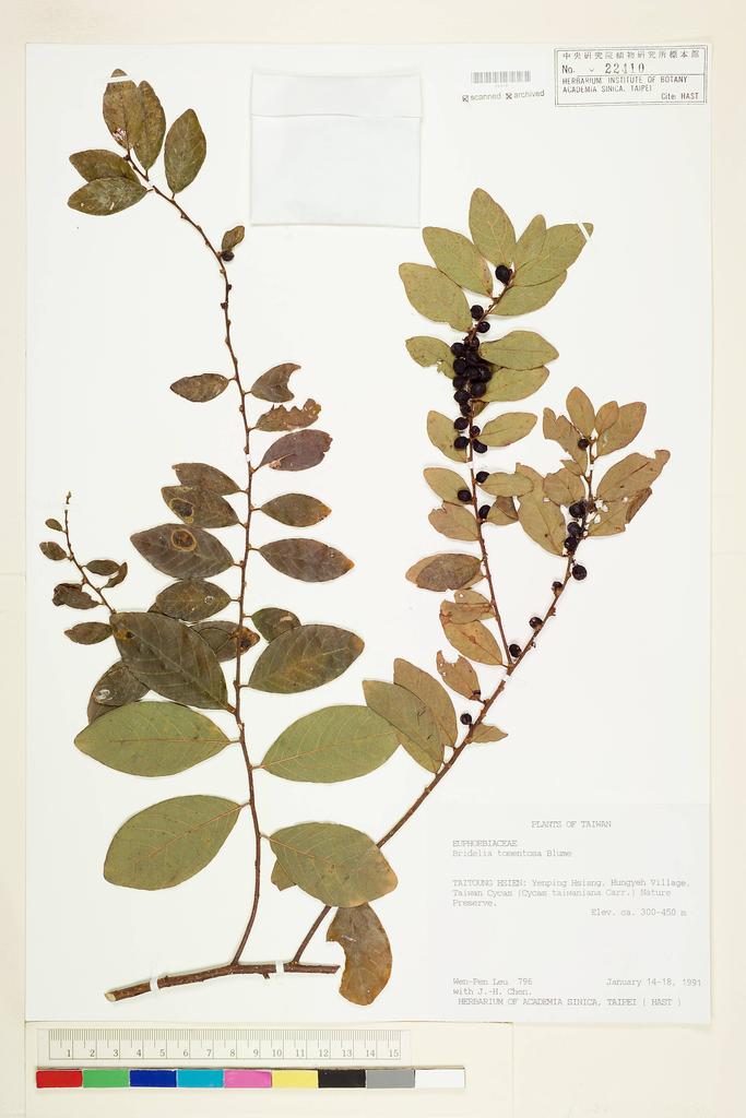 <Unit #15062 Leu, Wen-Pen | 呂文賓 | 796:: | Bridelia tomentosa Bl.>