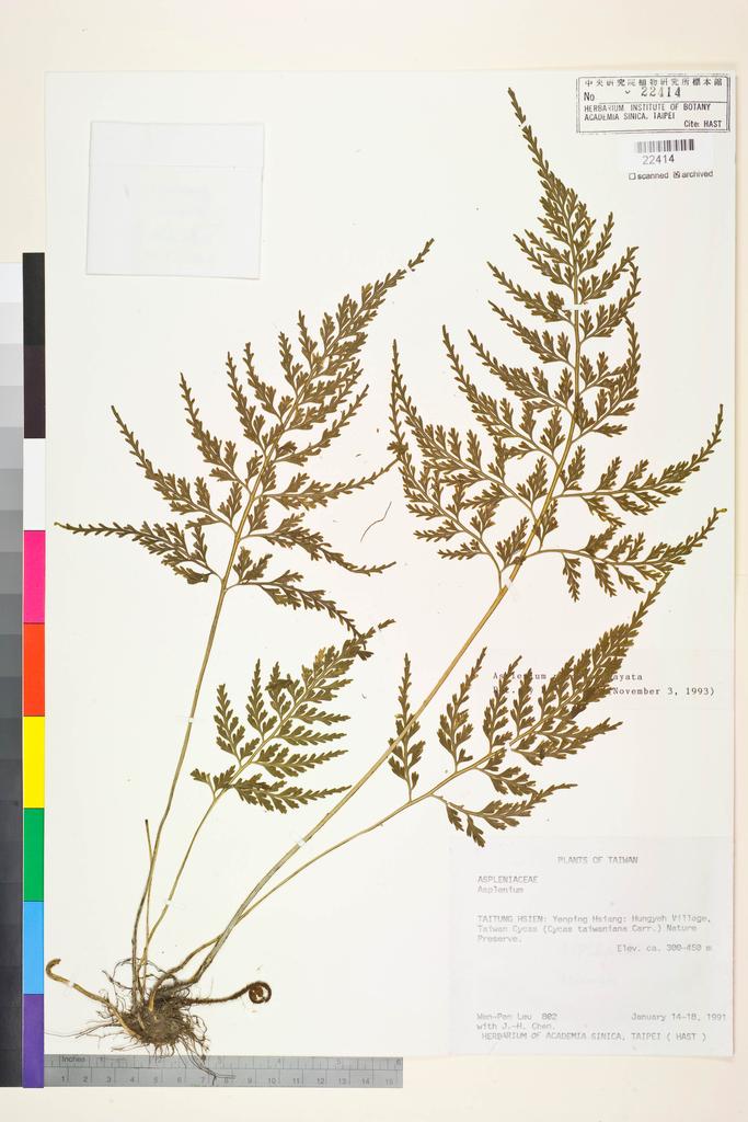 <Unit #11912 Leu, Wen-Pen | 呂文賓 | 802:: | Asplenium ritoense Hayata>