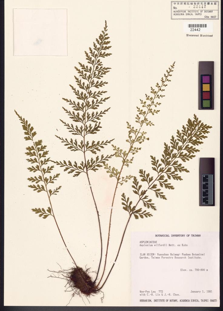 <Unit #10055 Leu, Wen-Pen | 呂文賓 | 772:: | Asplenium wilfordii Mett. ex Kuhn.>