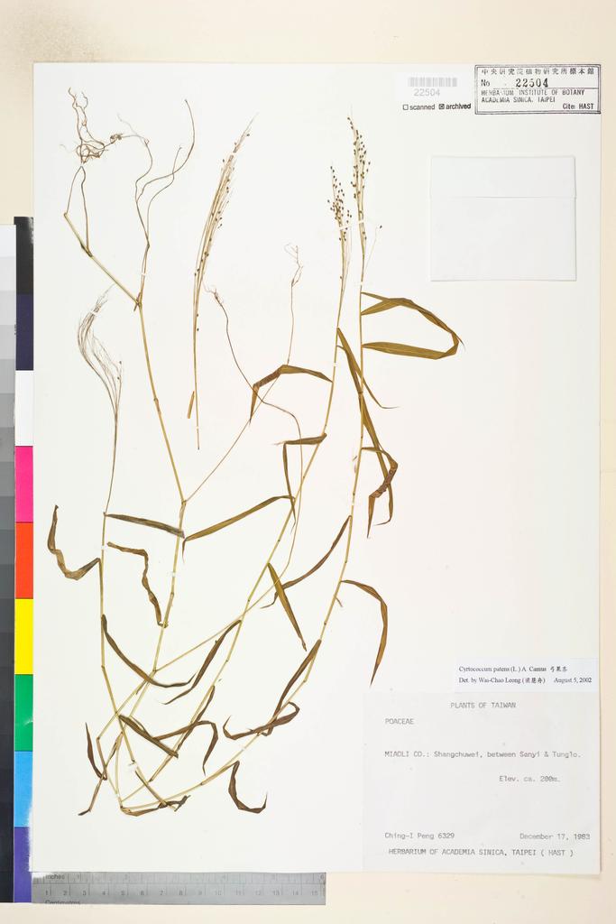 <Unit #20321 Peng, Ching-I | 彭鏡毅 | 6329:: | Cyrtococcum patens (L.) A. Camus>