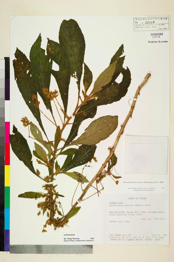 <Unit #12092 Liao, Chi-Cheng | 廖啟政 | 487:: | Rhynchotechum discolor (Maxim.) B. L. Burtt>
