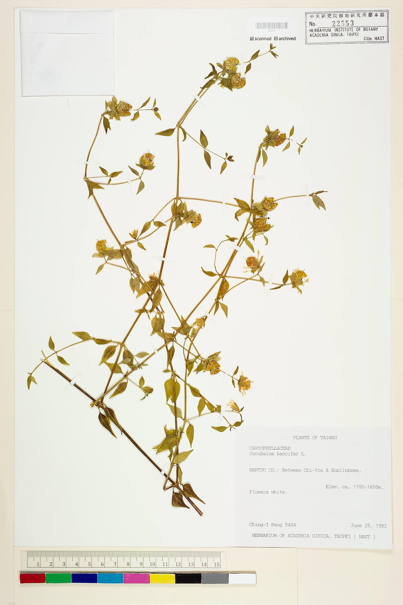 Sample image for viewer