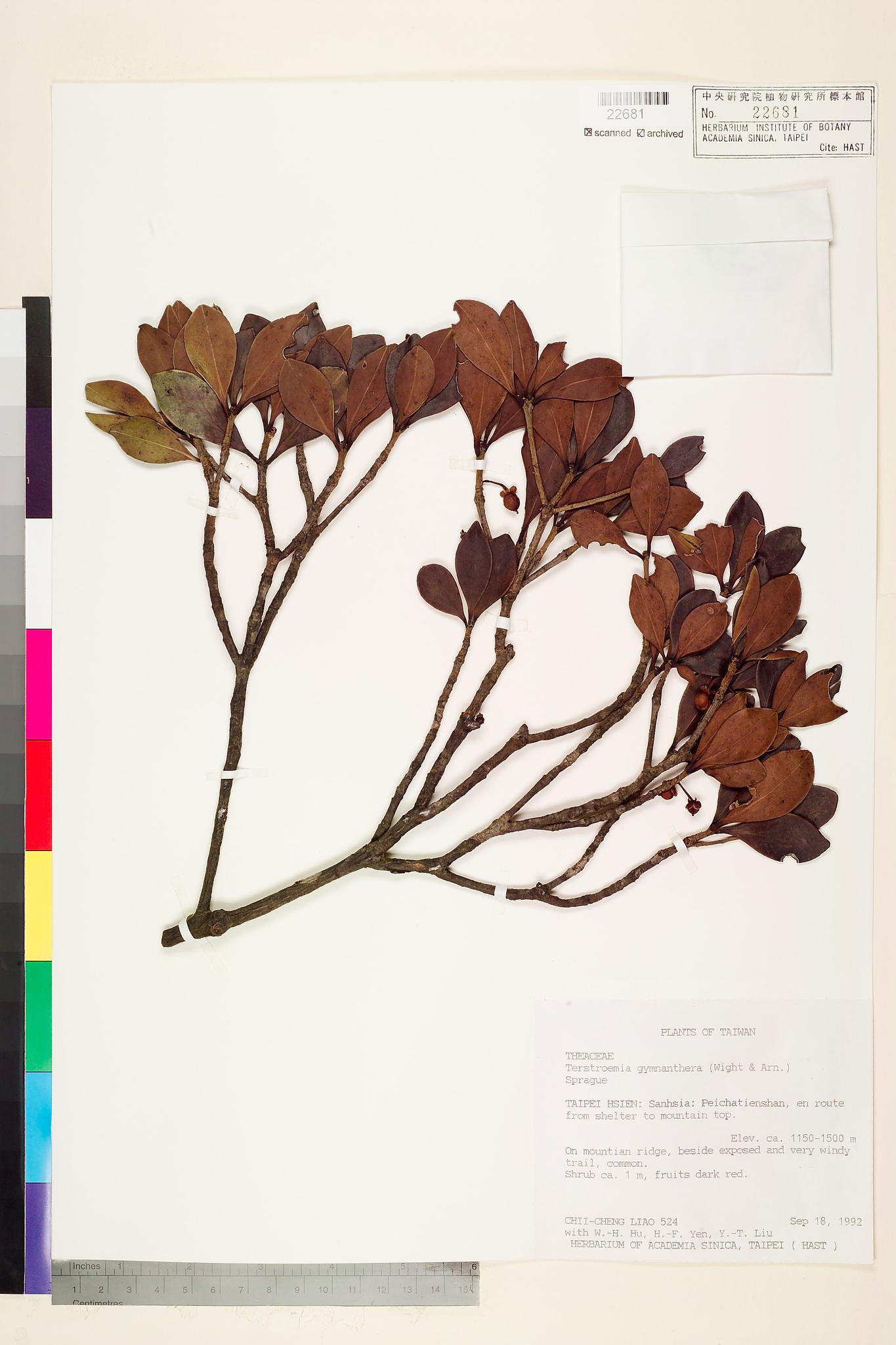 Sample image for viewer