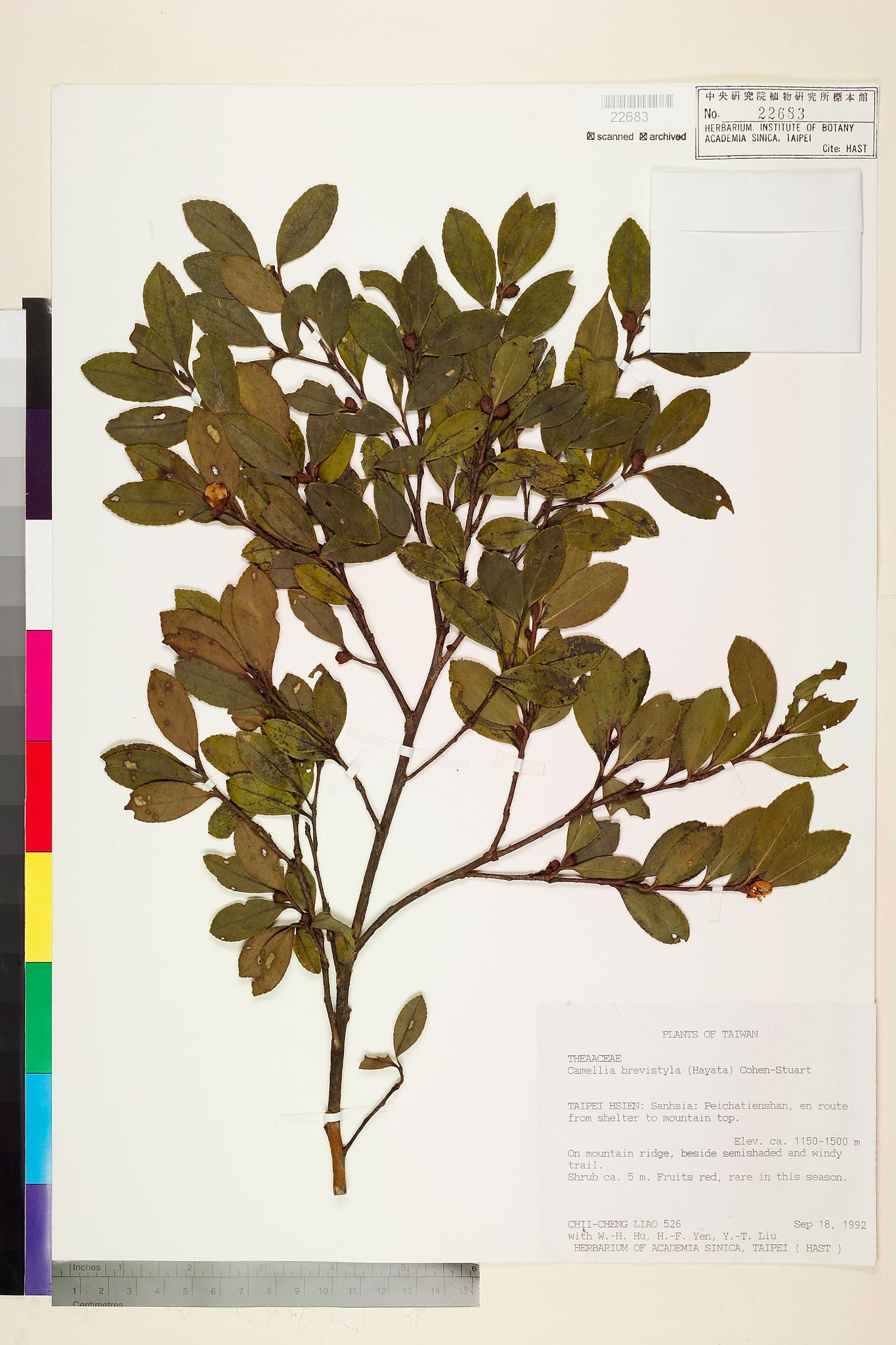 Sample image for viewer