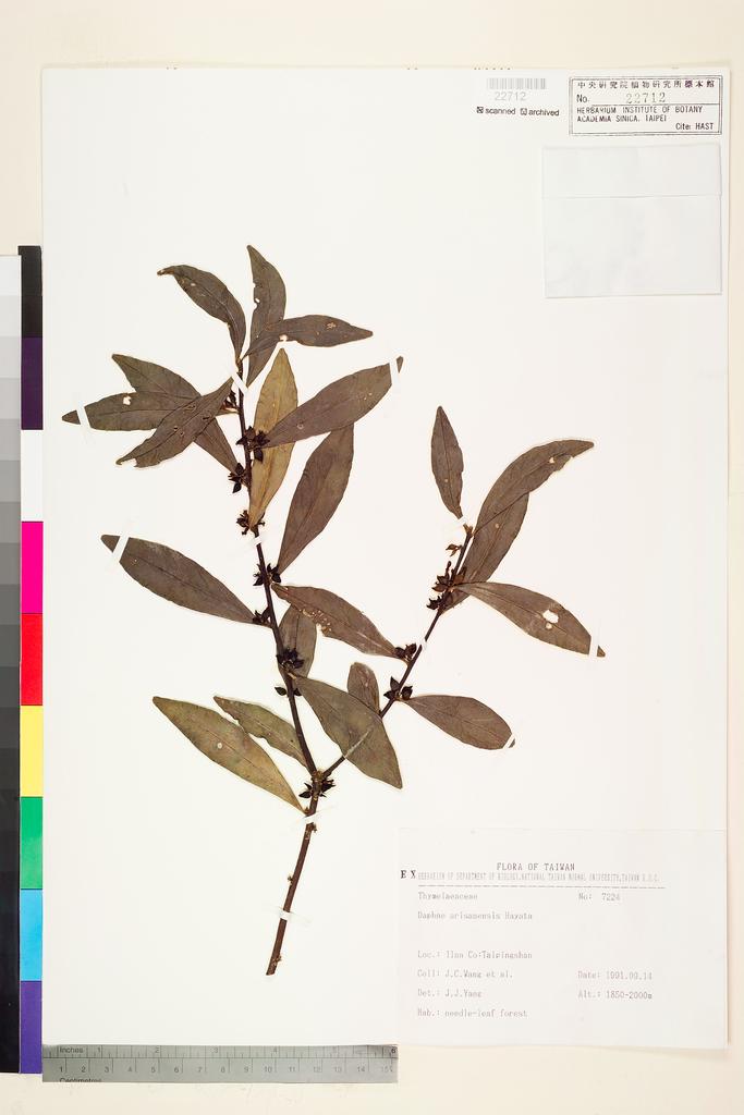 <Unit #74956 Wang, Jenn-Che | 王震哲 | 7224:: | Daphne arisanensis Hayata>
