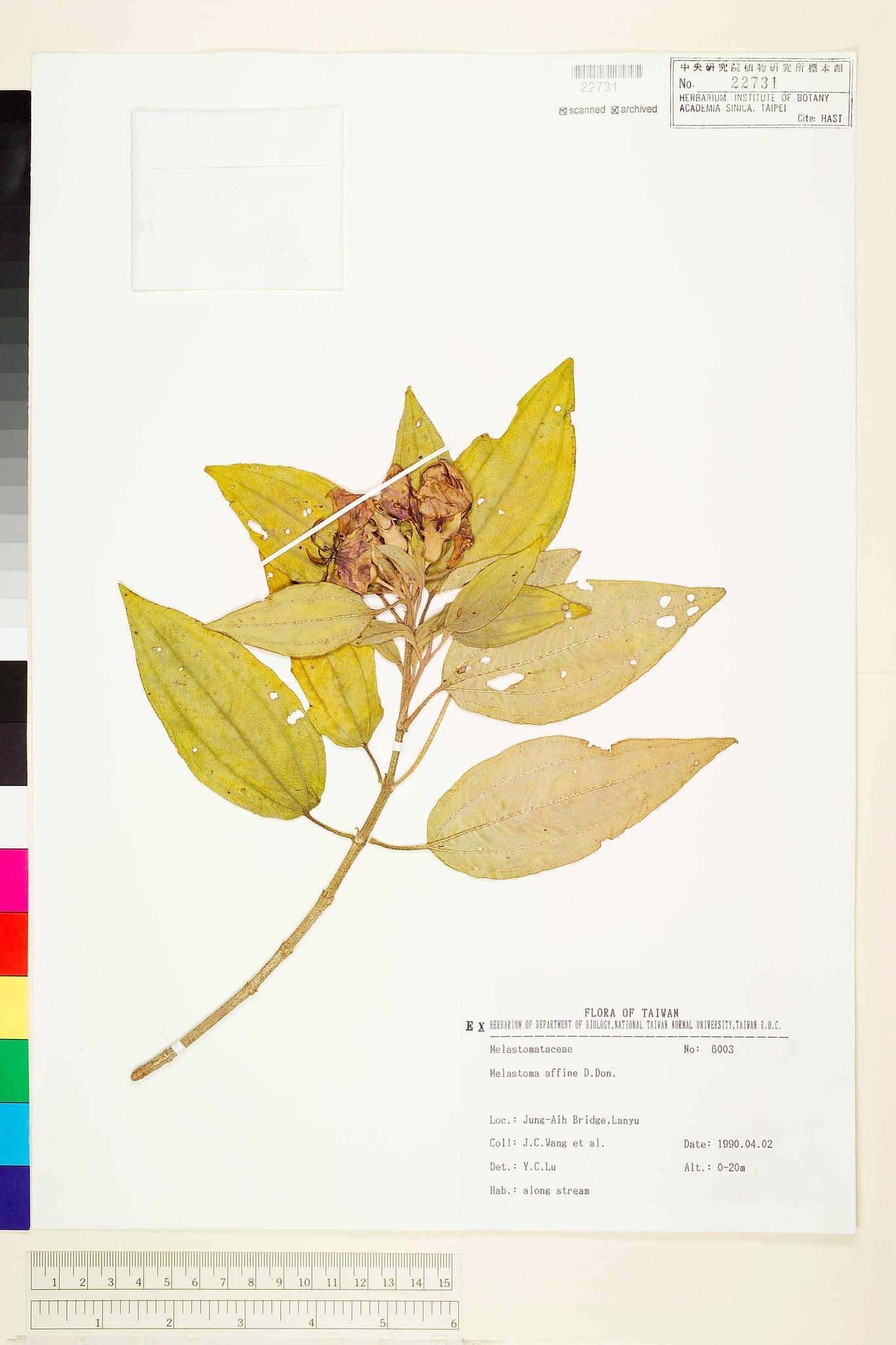 Sample image for viewer