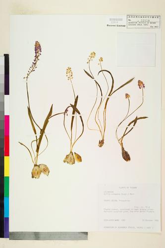 Scilla sinensis (Lour.) Merr.