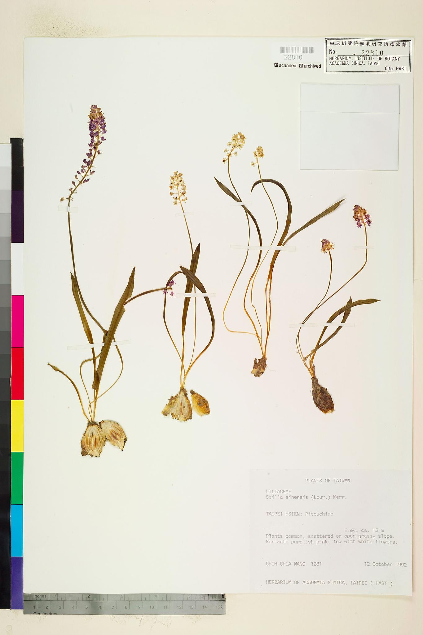 Specimen image