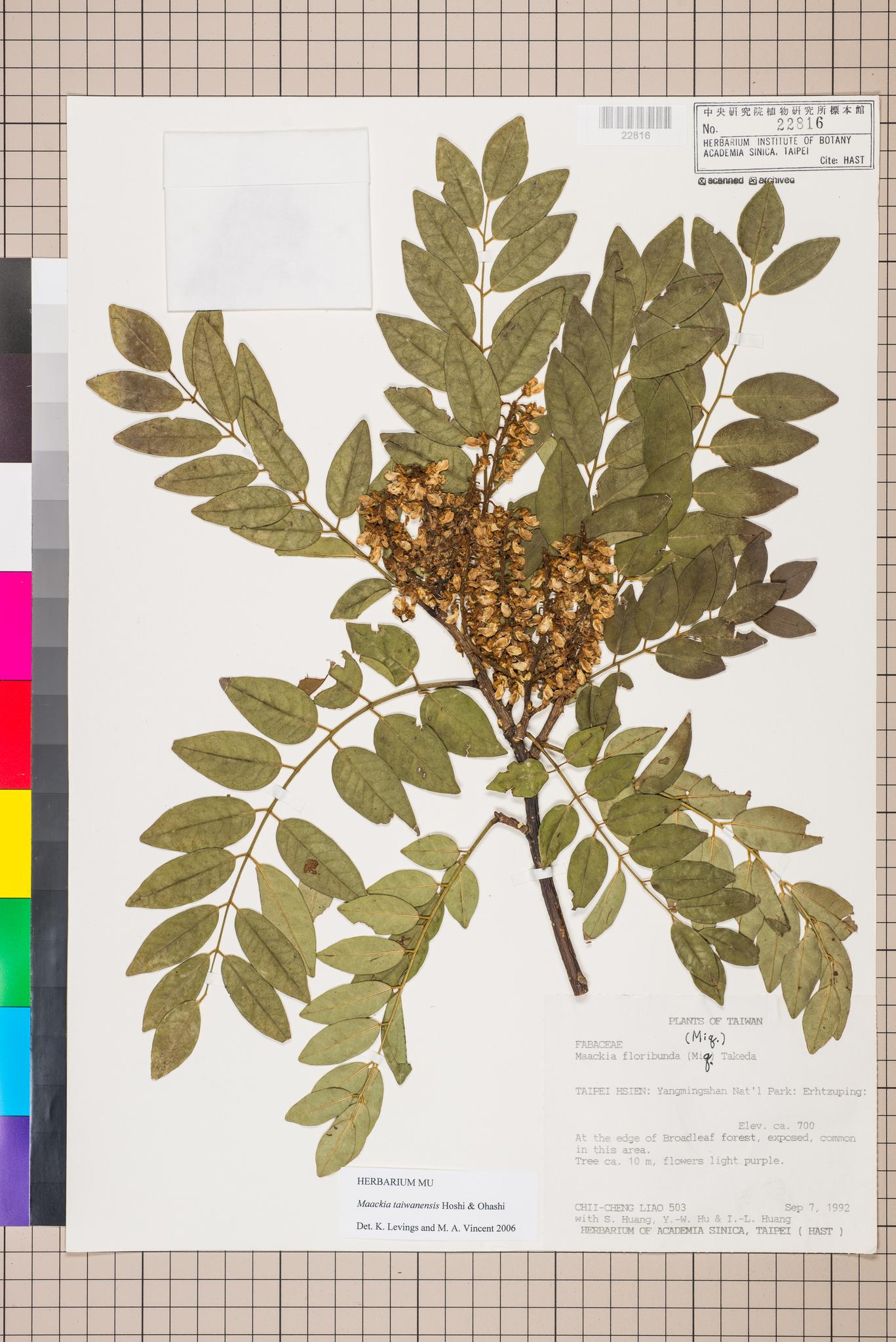 Sample image for viewer