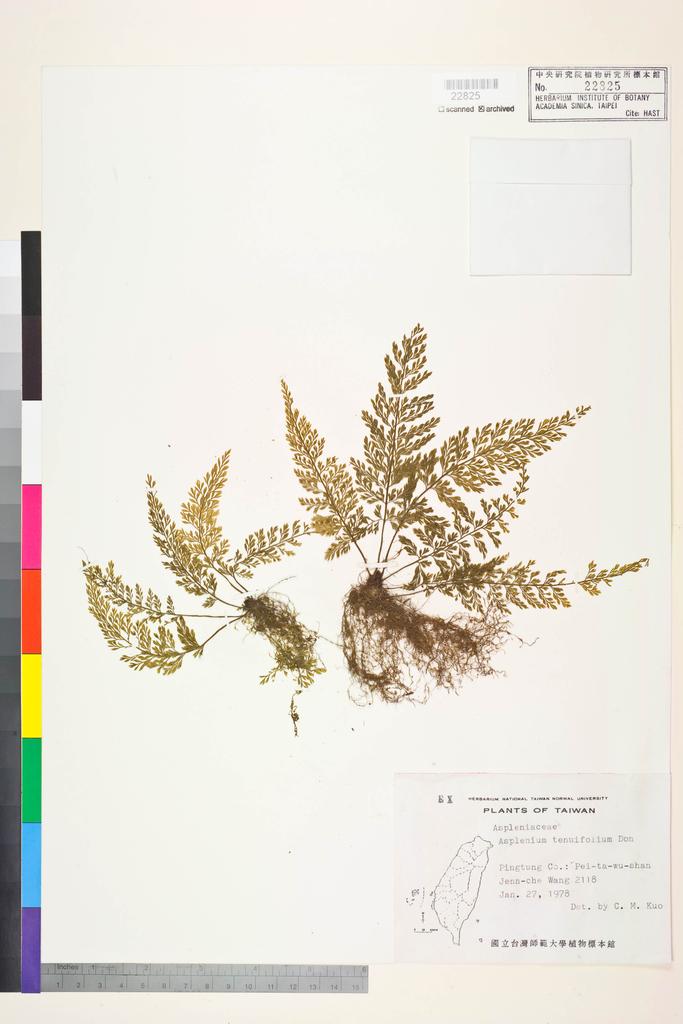 <Unit #84591 Wang, Jenn-Che | 王震哲 | 2118:: | Asplenium tenuifolium D. Don>