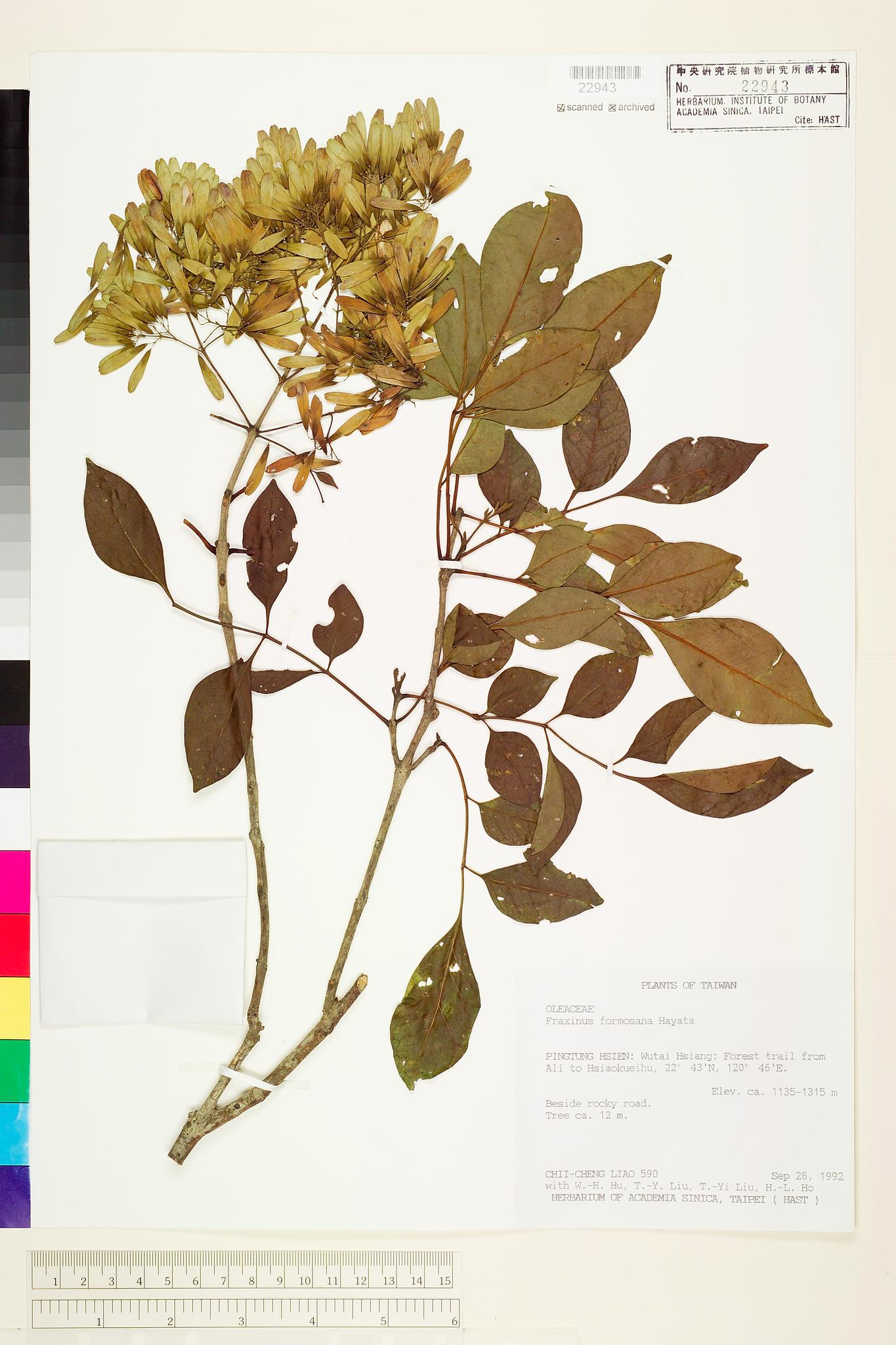 Sample image for viewer