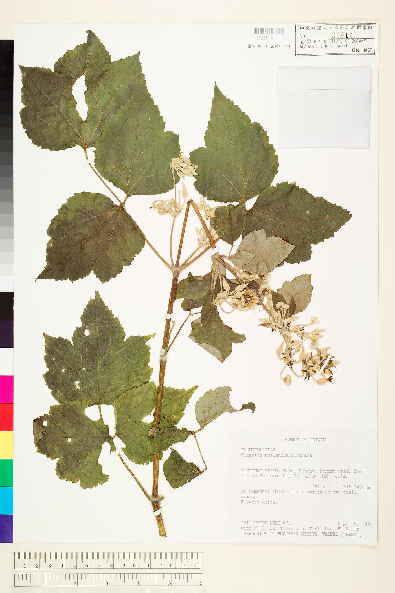 Sample image for viewer