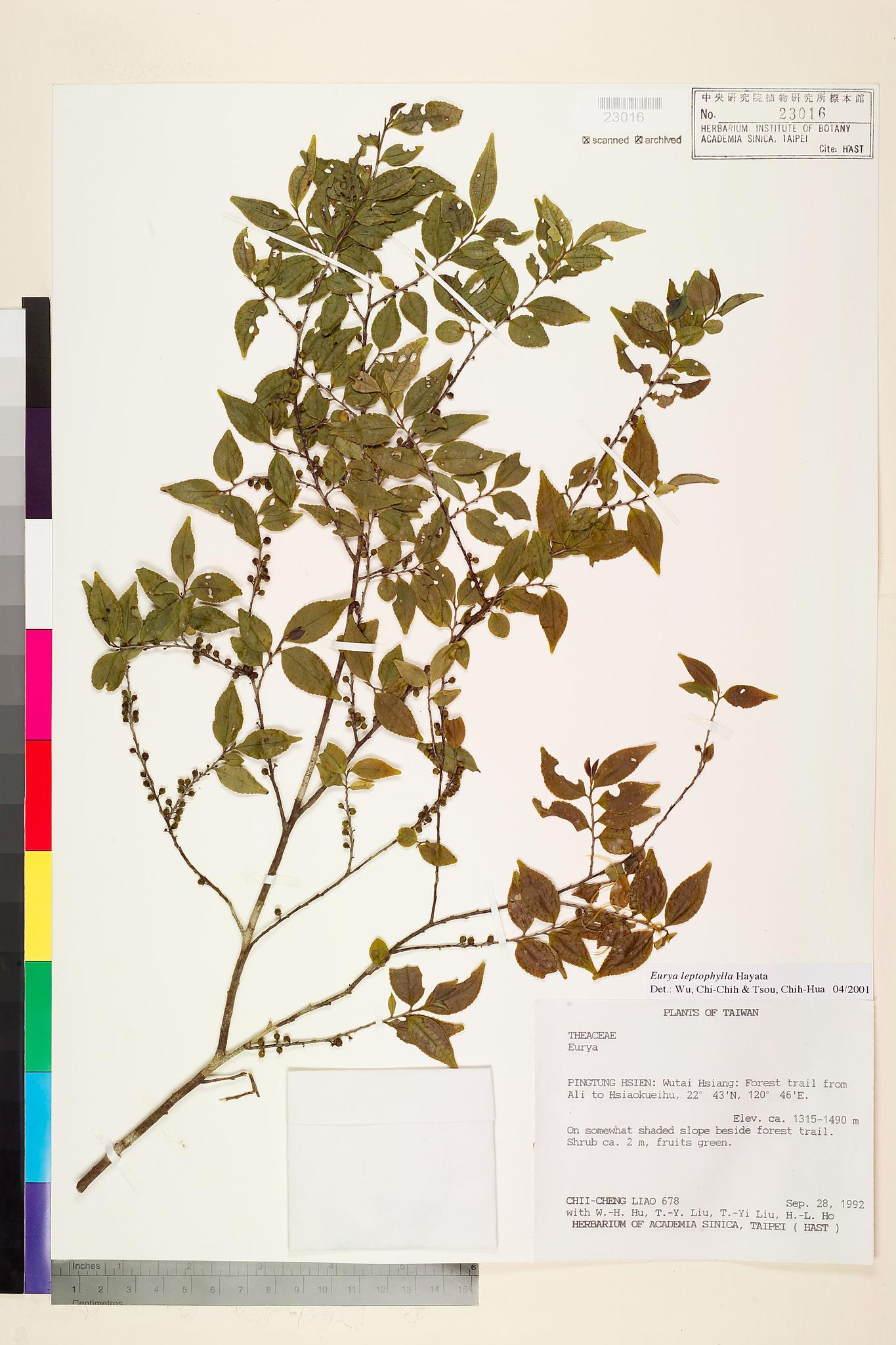 Sample image for viewer