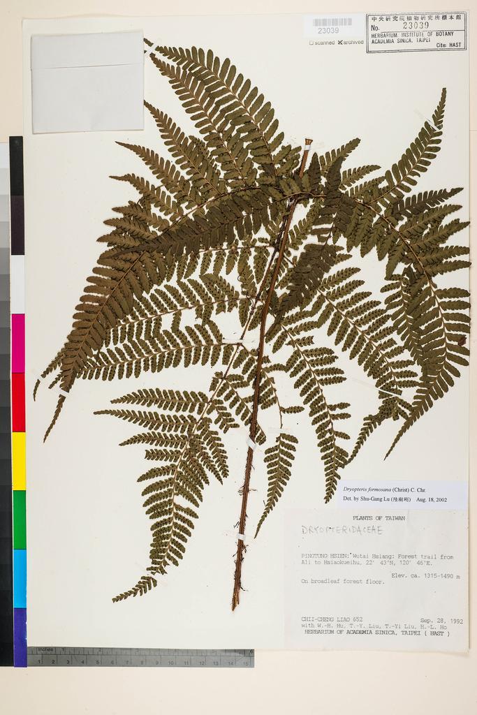 <Unit #40119 Liao, Chi-Cheng | 廖啟政 | 652:: | Dryopteris formosana (H. Christ) C. Chr.>