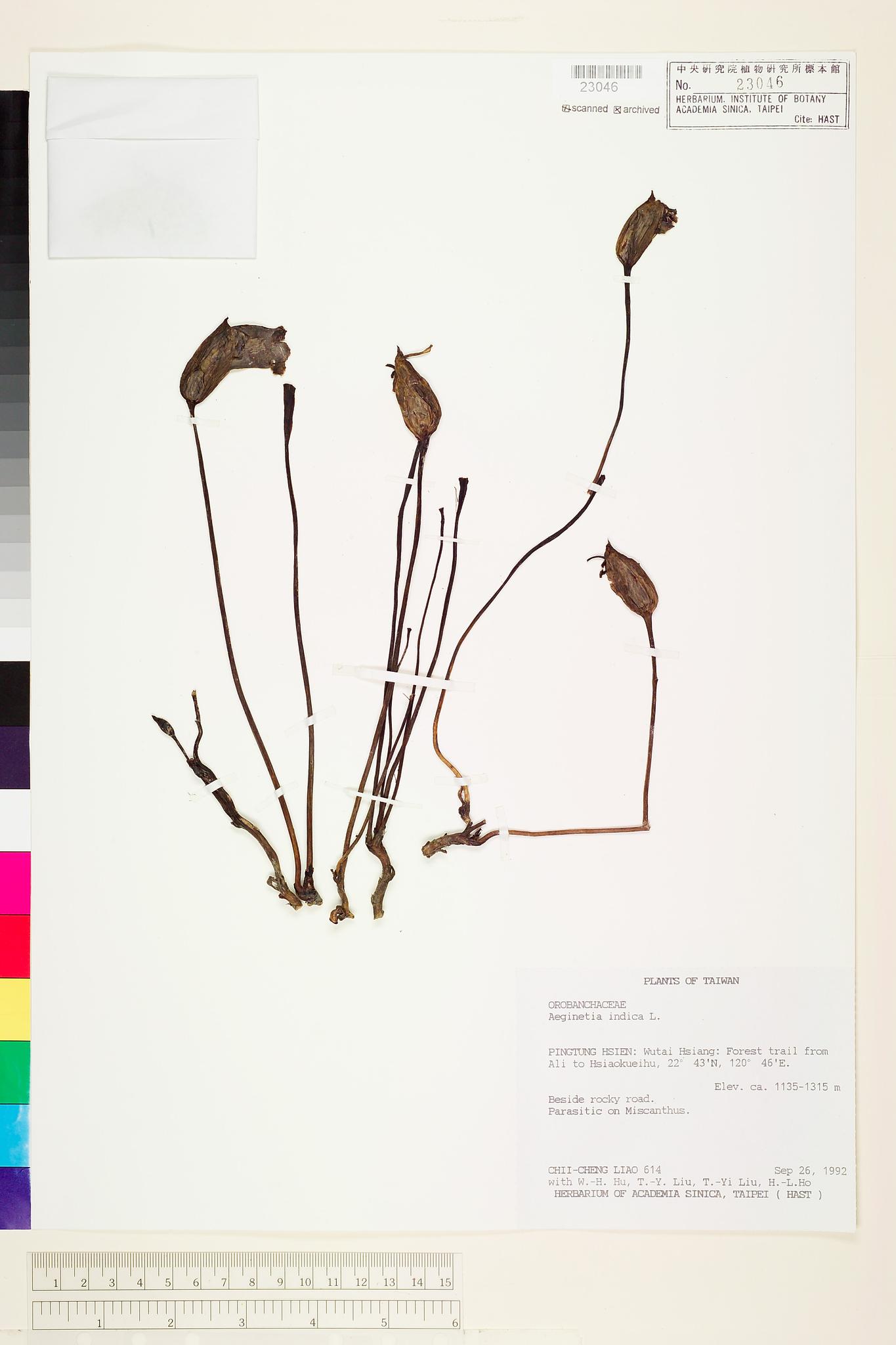 Specimen image
