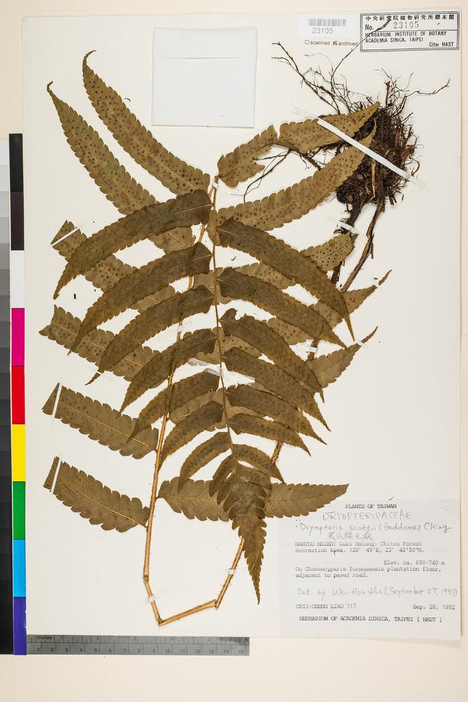 <Unit #15017 Liao, Chi-Cheng | 廖啟政 | 717:: | Dryopteris scottii (Bedd.) Ching>