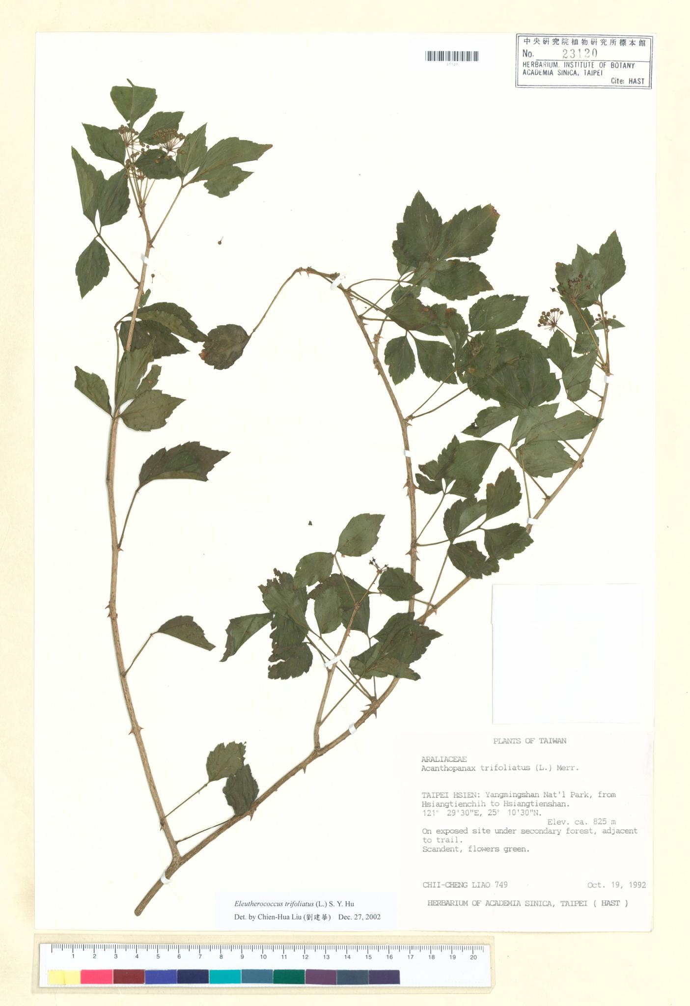 Sample image for viewer