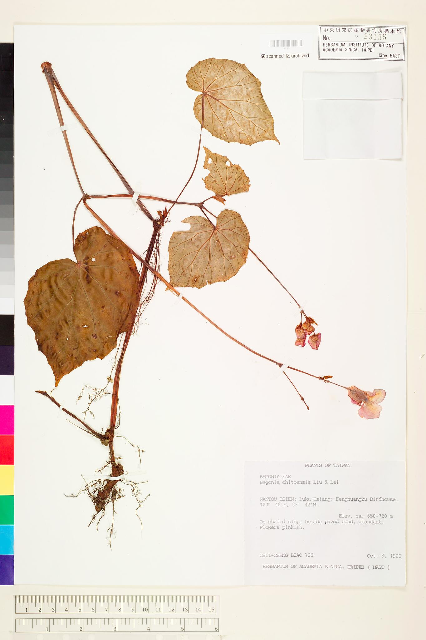 Sample image for viewer