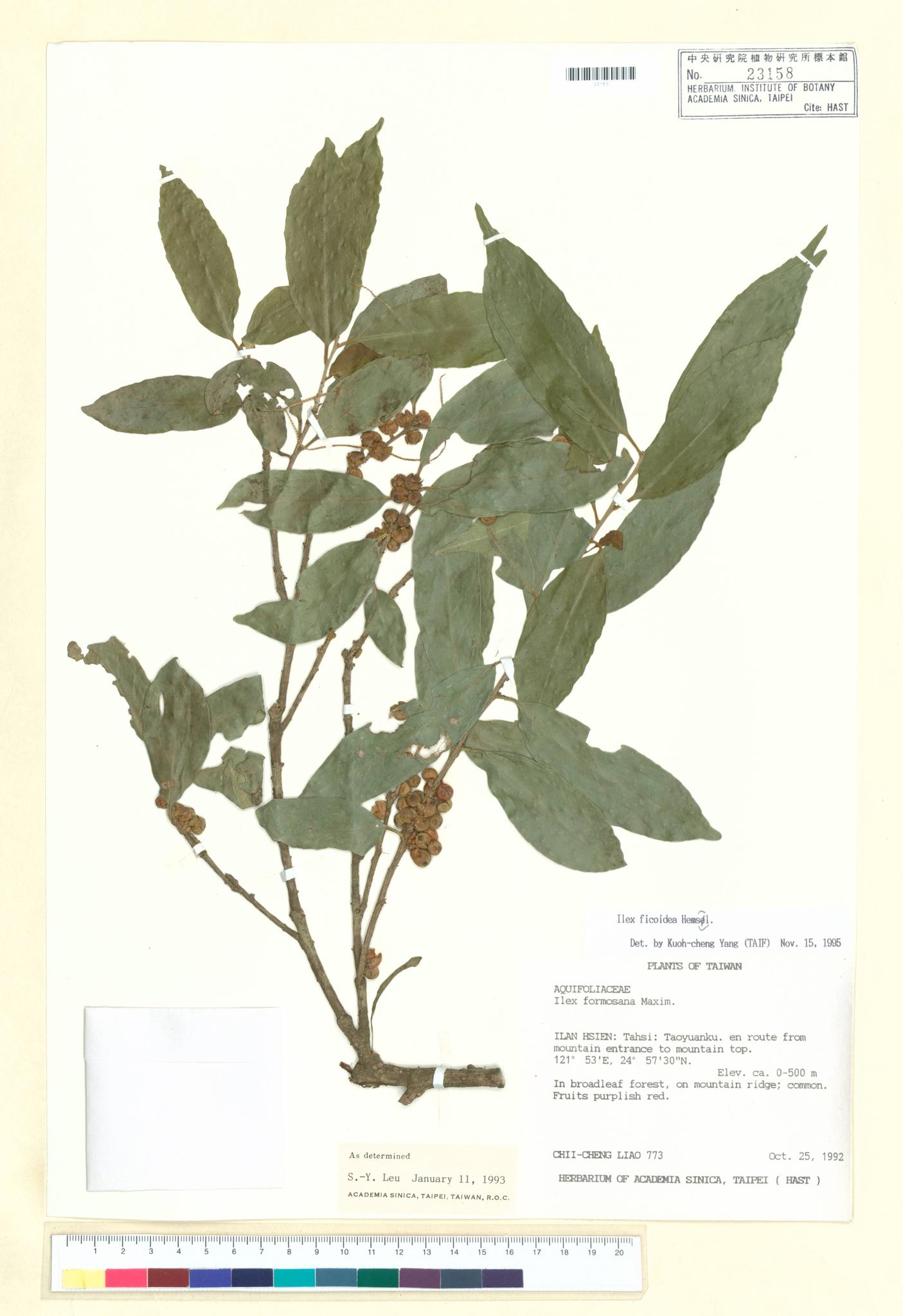 Specimen image