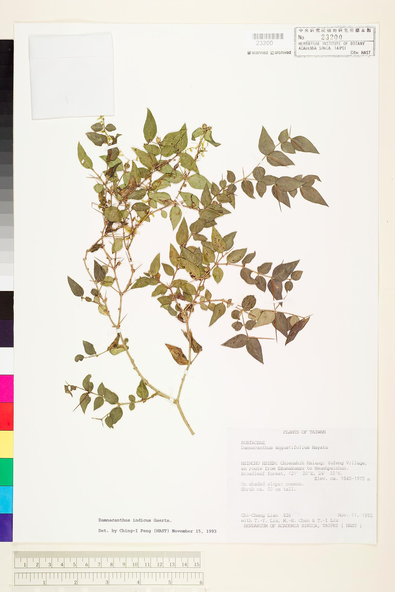 Sample image for viewer