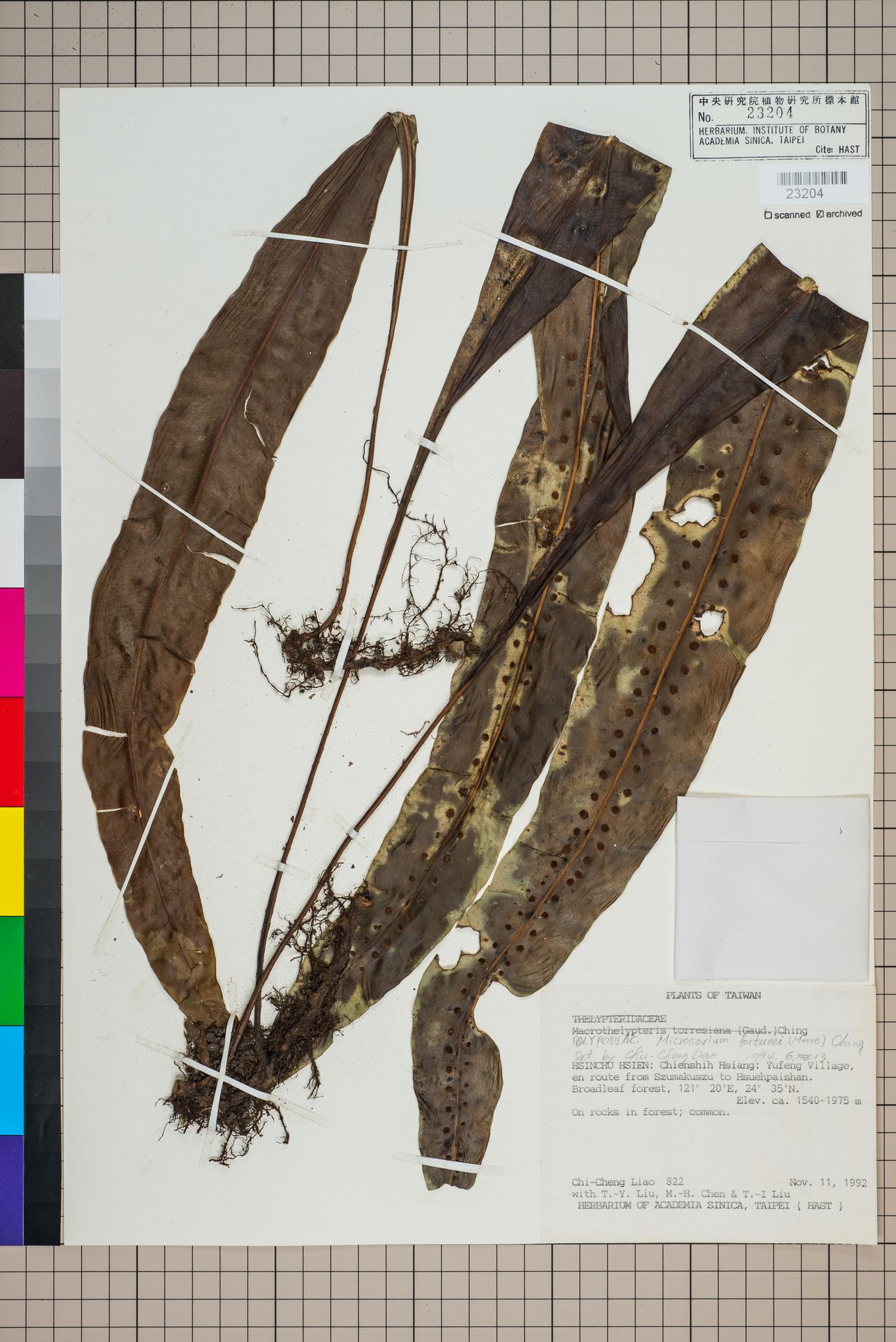 Sample image for viewer