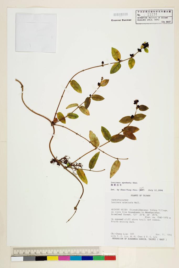 <Unit #15641 Liao, Chi-Cheng | 廖啟政 | 835:: | Lonicera apodantha Ohwi>