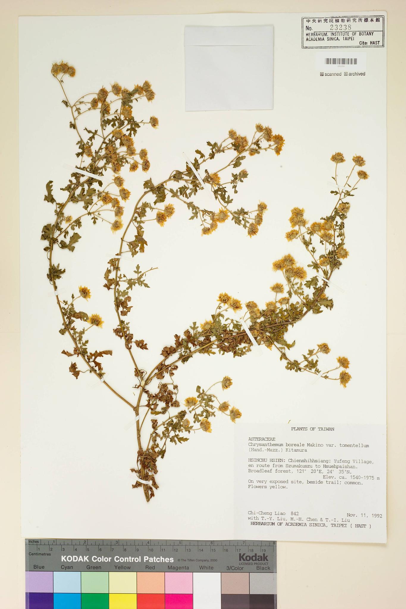 Sample image for viewer