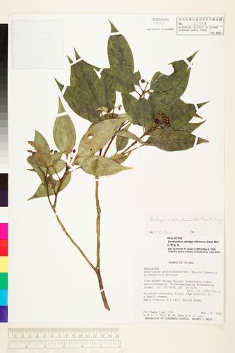 Dendropanax pellcidopunctata (Hayata) Kanehira ex Kanehira & Hatusima