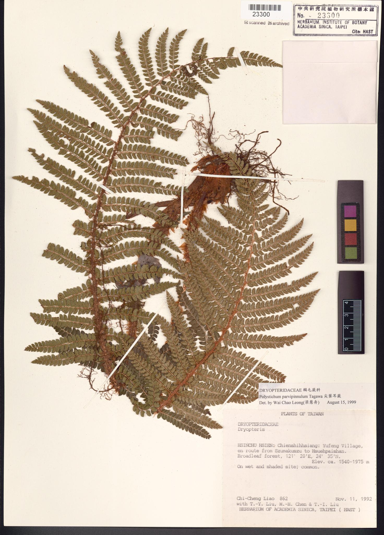 Sample image for viewer