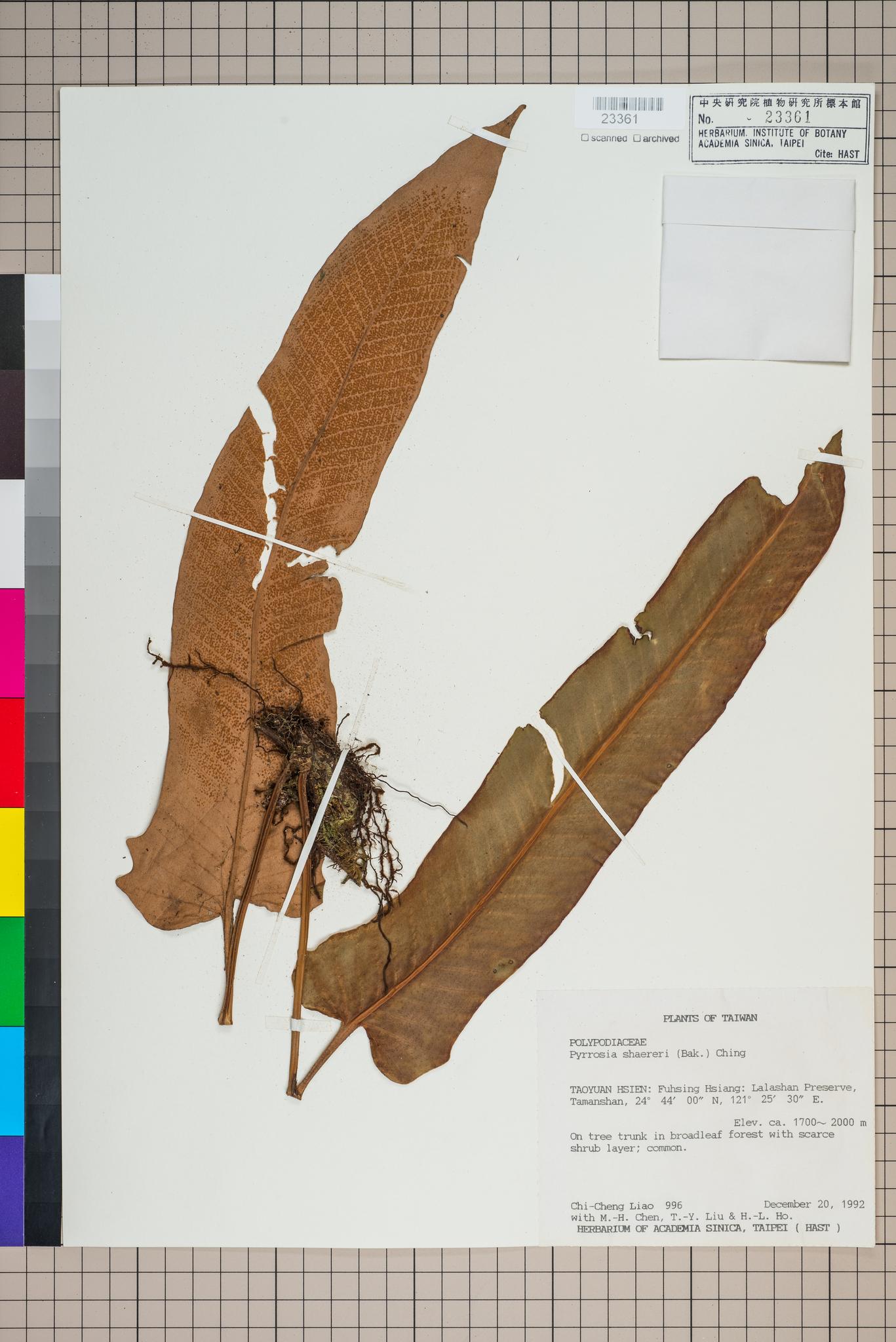 Sample image for viewer