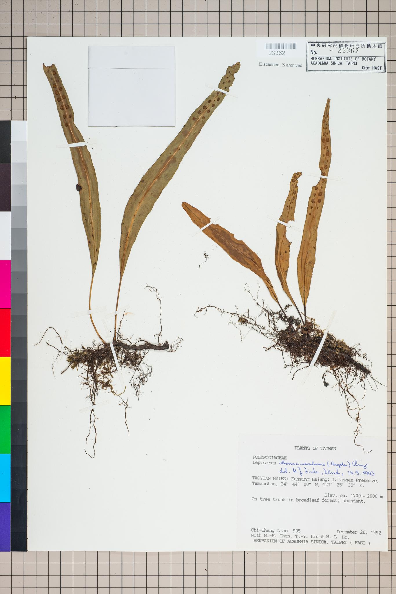 Sample image for viewer