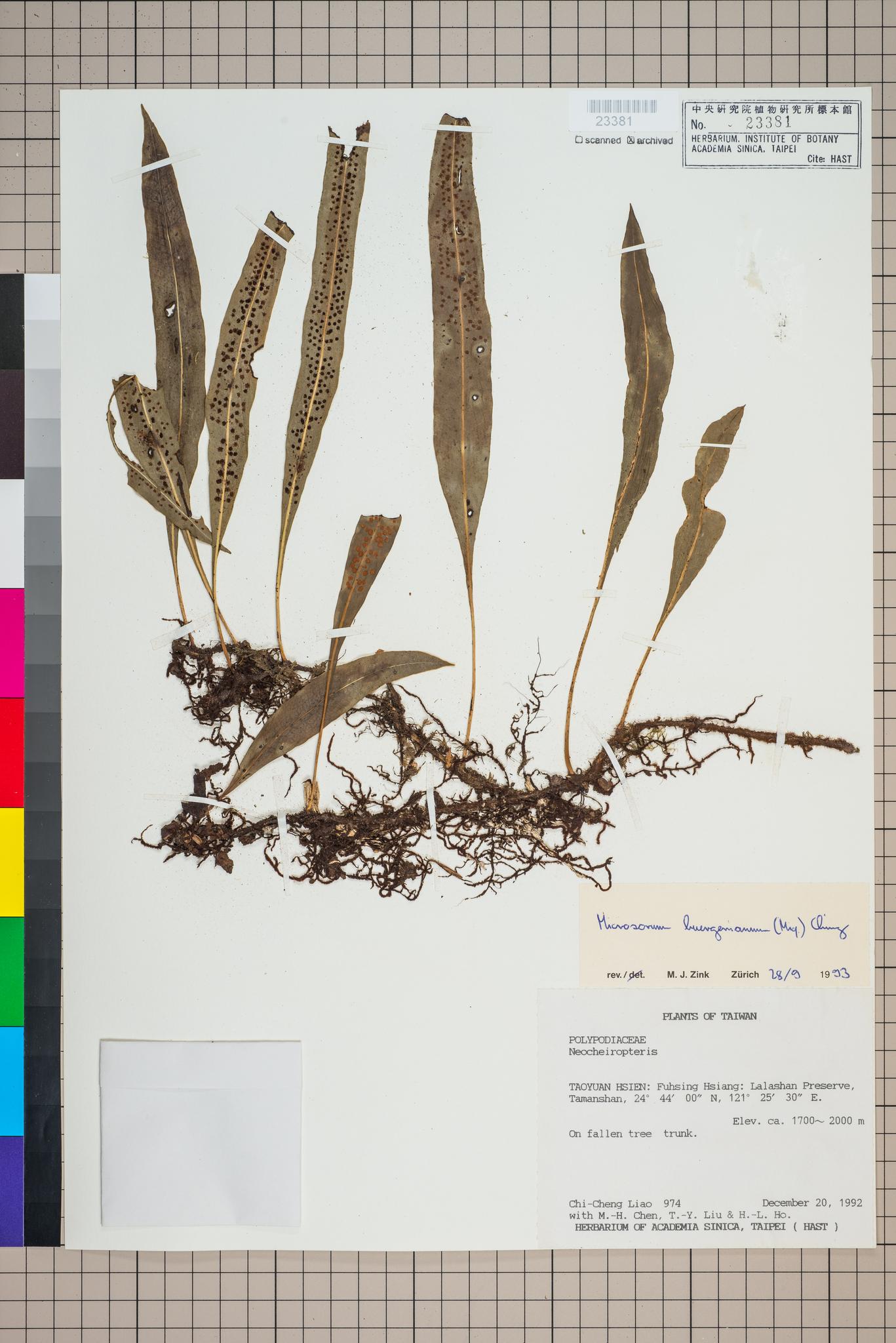 Sample image for viewer