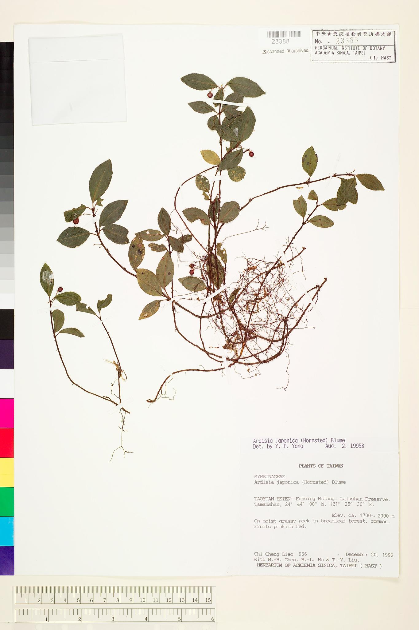 Sample image for viewer