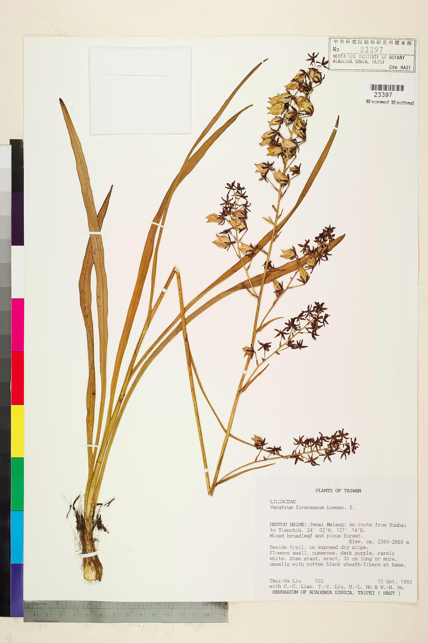 Sample image for viewer