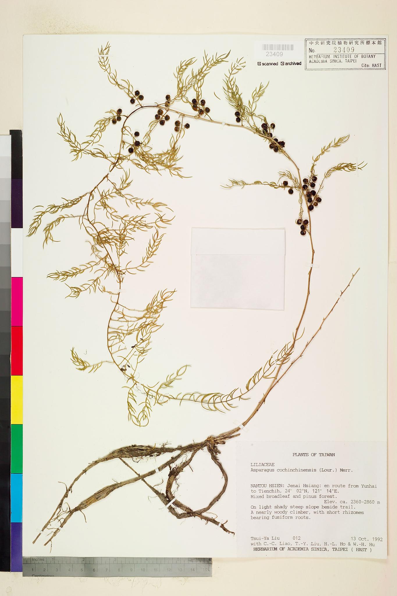 Sample image for viewer