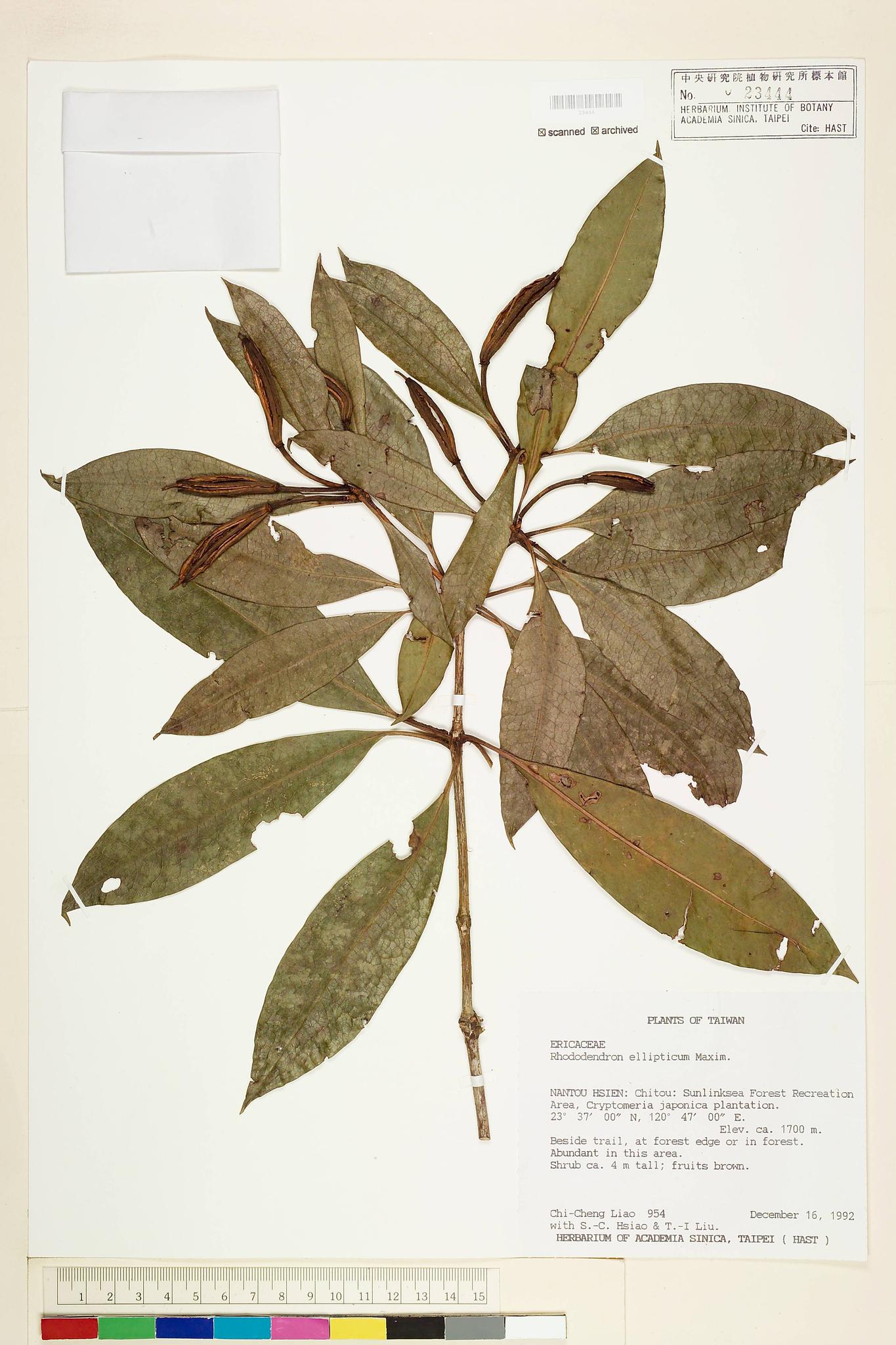 Sample image for viewer