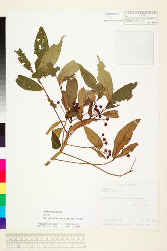 Ardisia crenata Sims