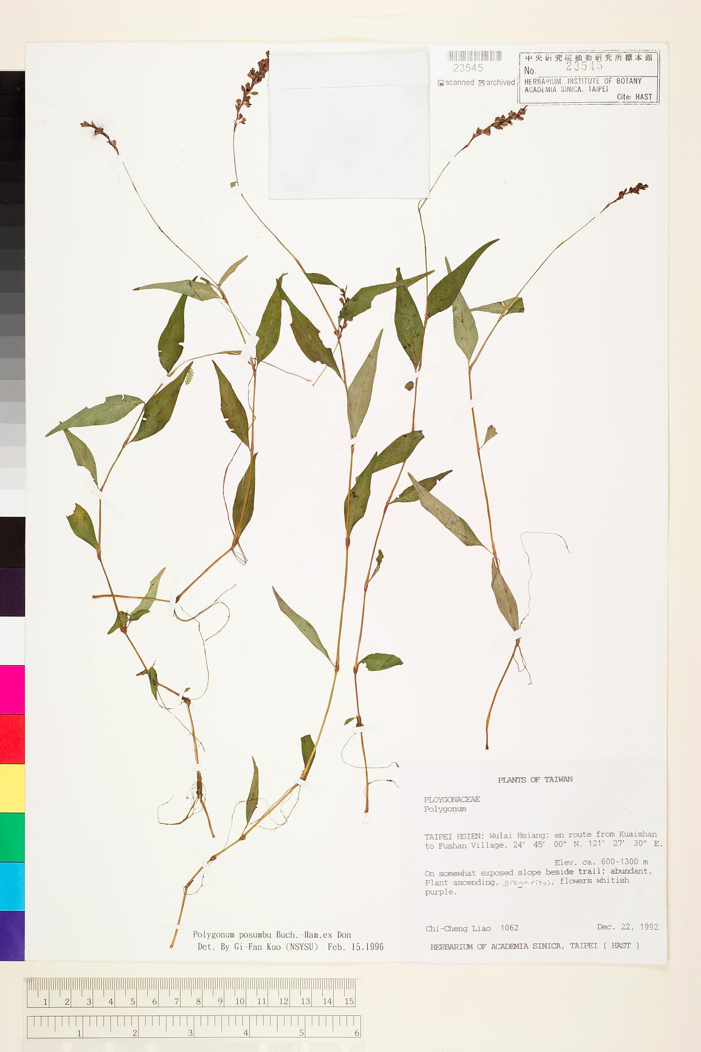 Sample image for viewer