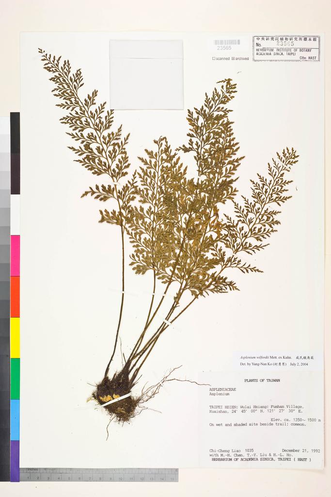 <Unit #16372 Liao, Chi-Cheng | 廖啟政 | 1035:: | Asplenium wilfordii Mett. ex Kuhn.>