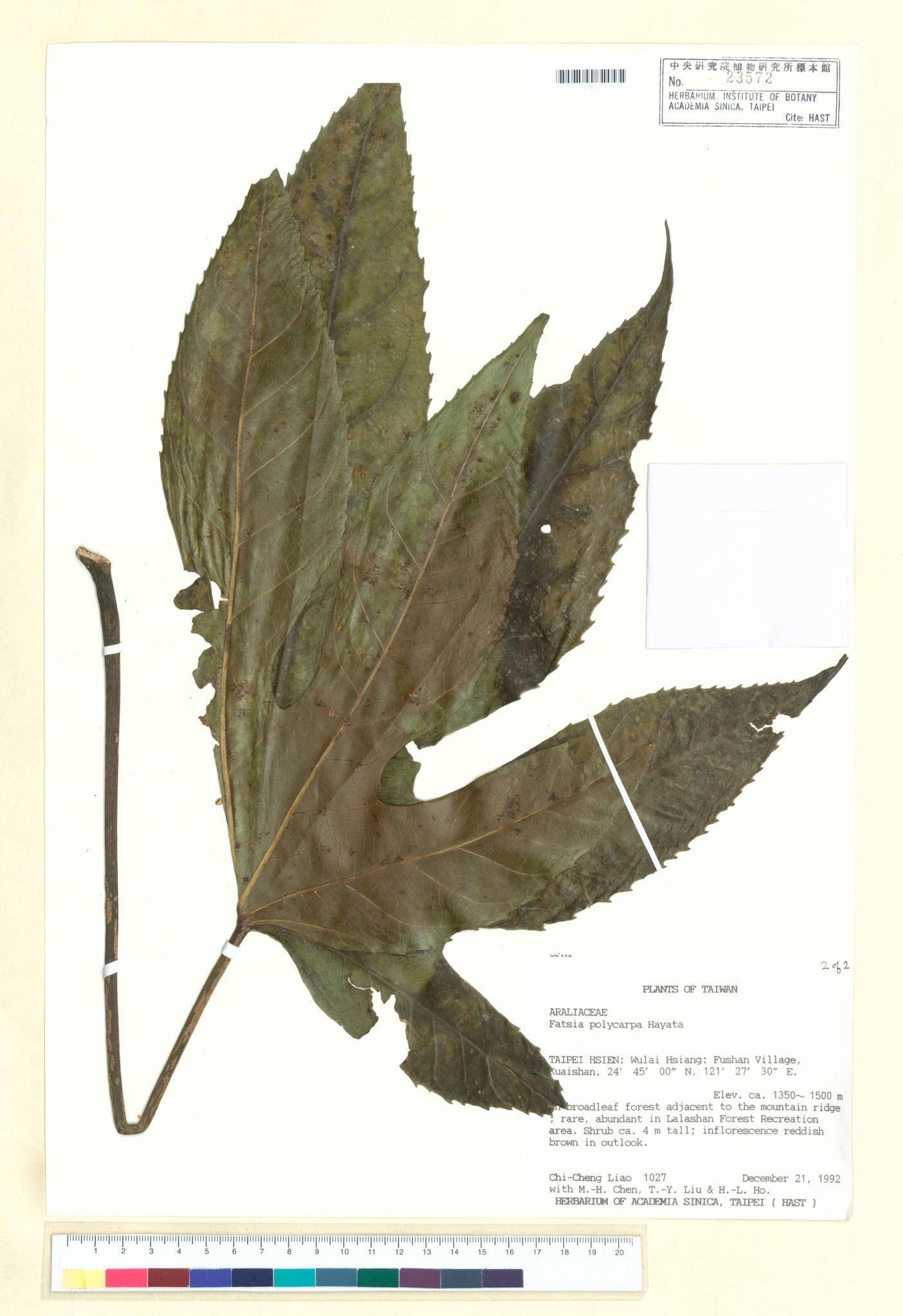 Sample image for viewer