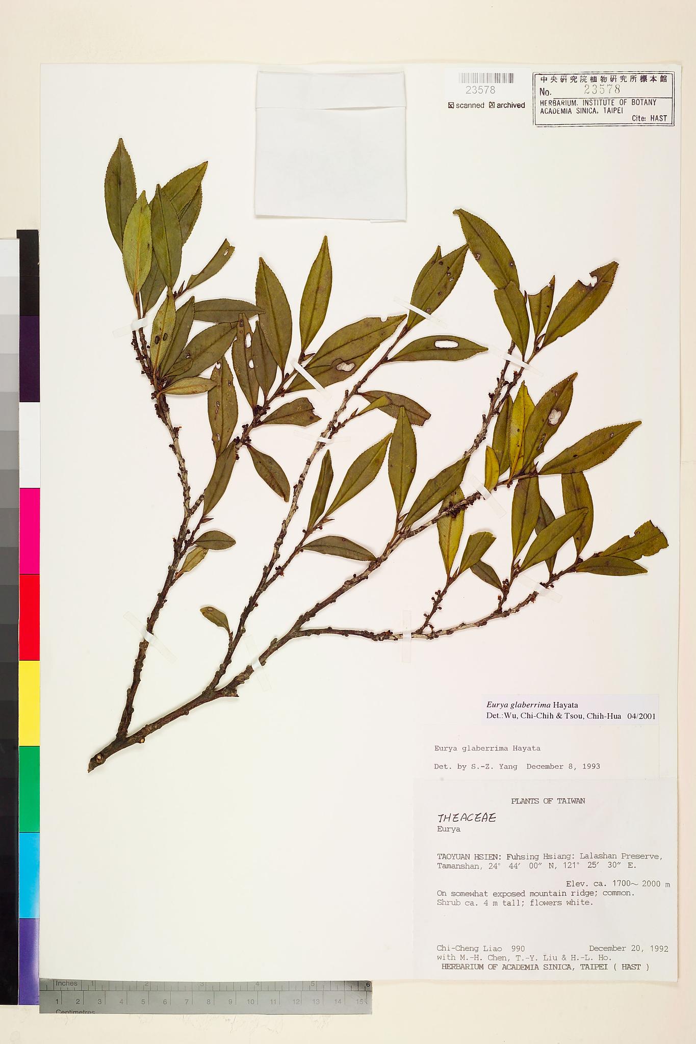 Sample image for viewer