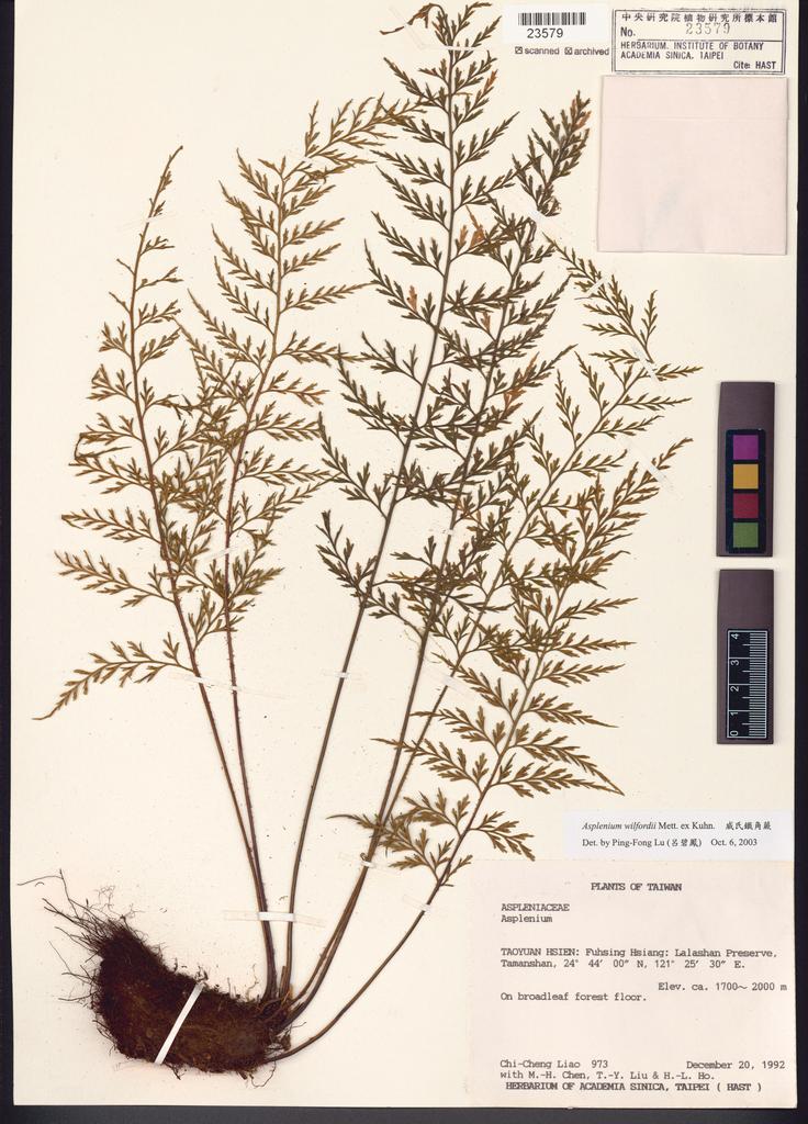 <Unit #15441 Liao, Chi-Cheng | 廖啟政 | 973:: | Asplenium wilfordii Mett. ex Kuhn.>