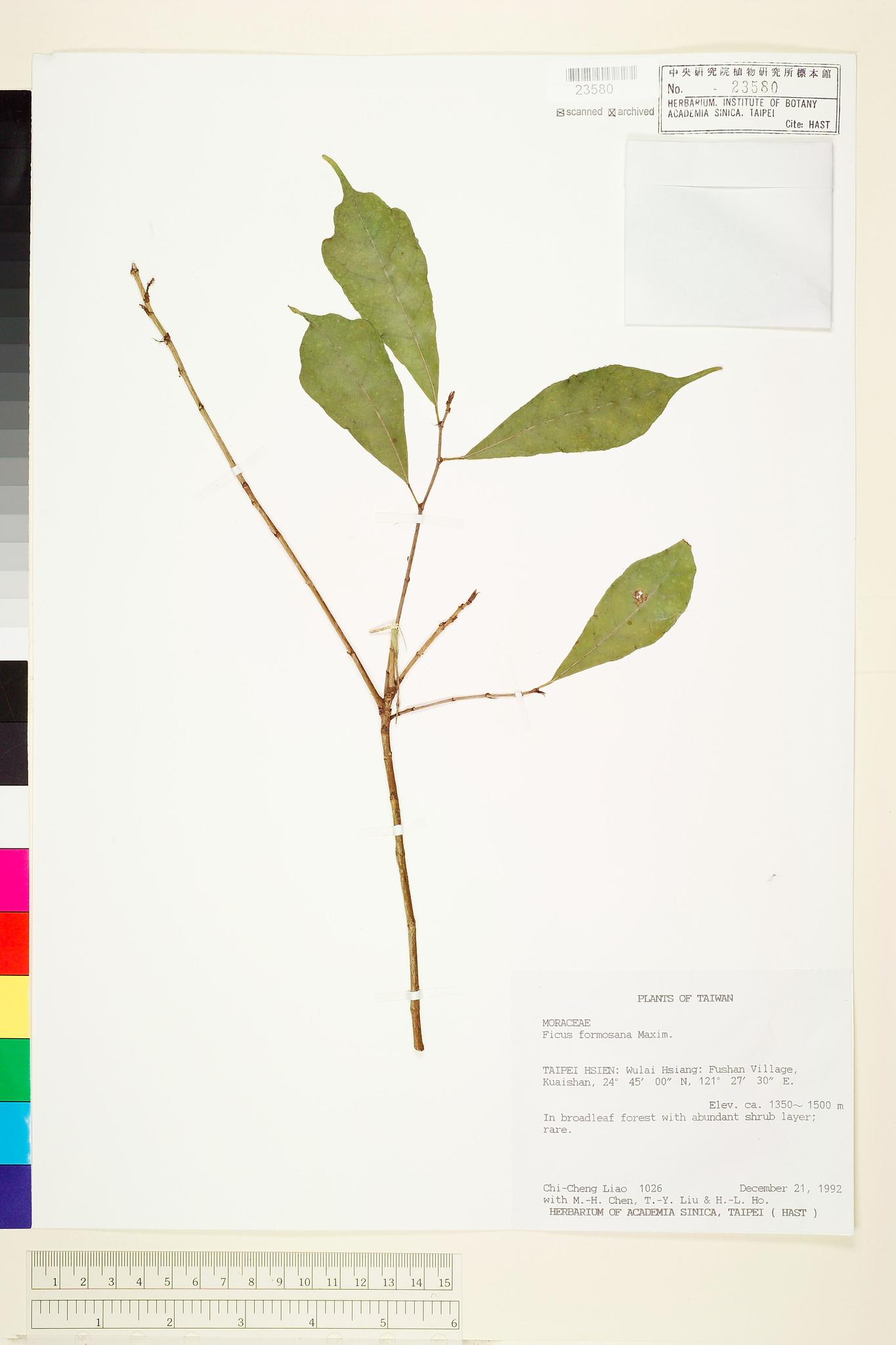 Sample image for viewer