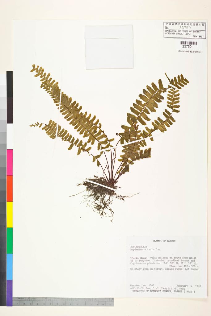 <Unit #13125 Leu, Wen-Pen | 呂文賓 | 1707:: | Asplenium normale D. Don>